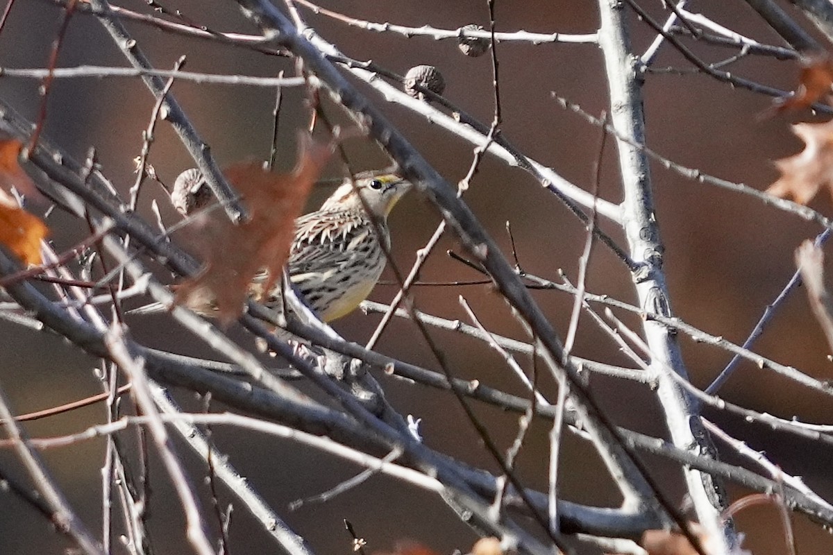 Eastern Meadowlark - ML611004865