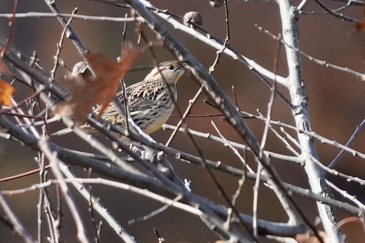 Eastern Meadowlark - Stacy Rabinovitz