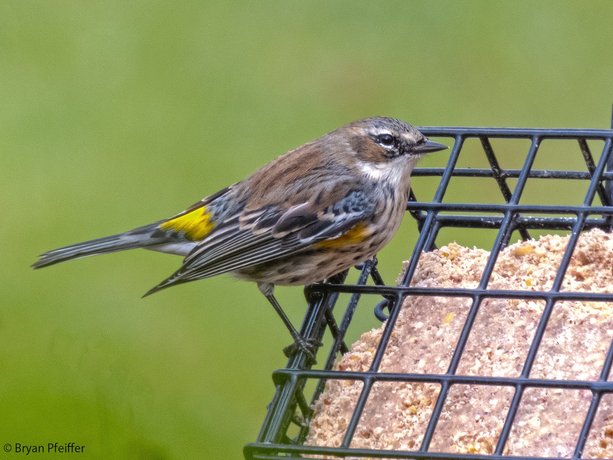 Yellow-rumped Warbler - ML611004978