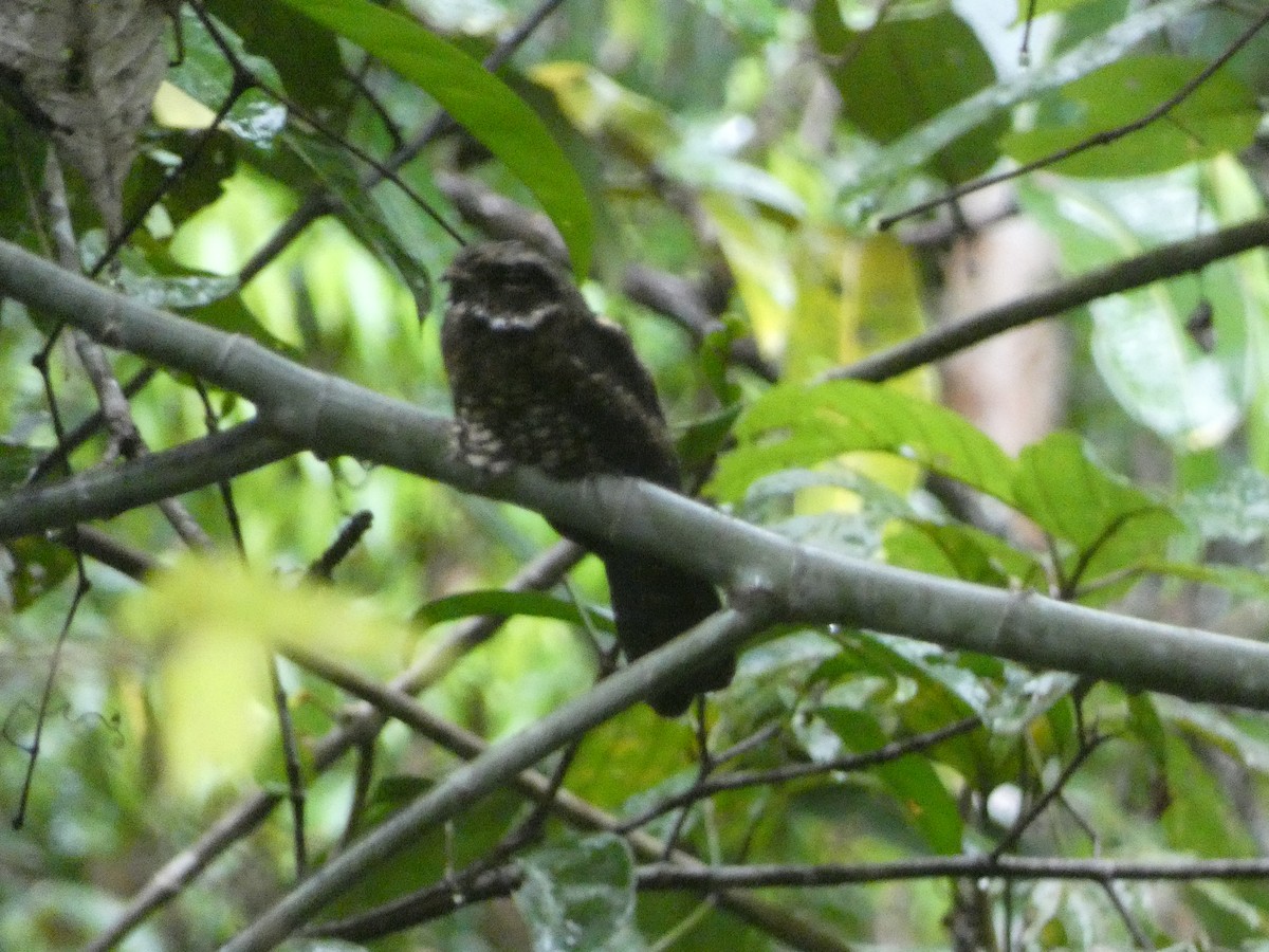 Papuan Nightjar - ML611004980