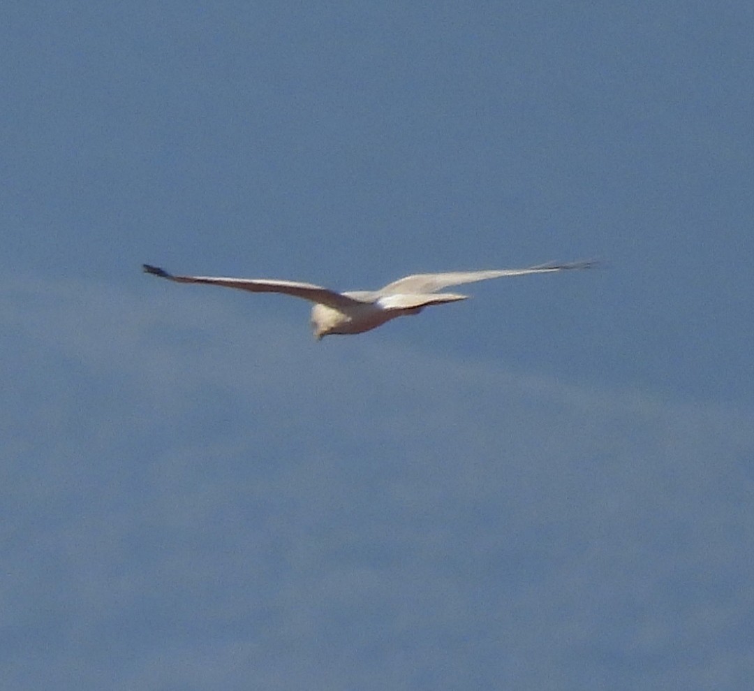 Pallid Harrier - ML611005000