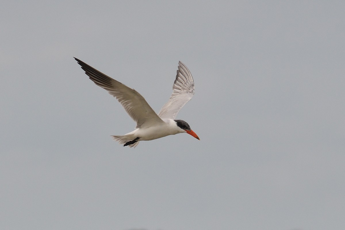 Caspian Tern - ML611005081