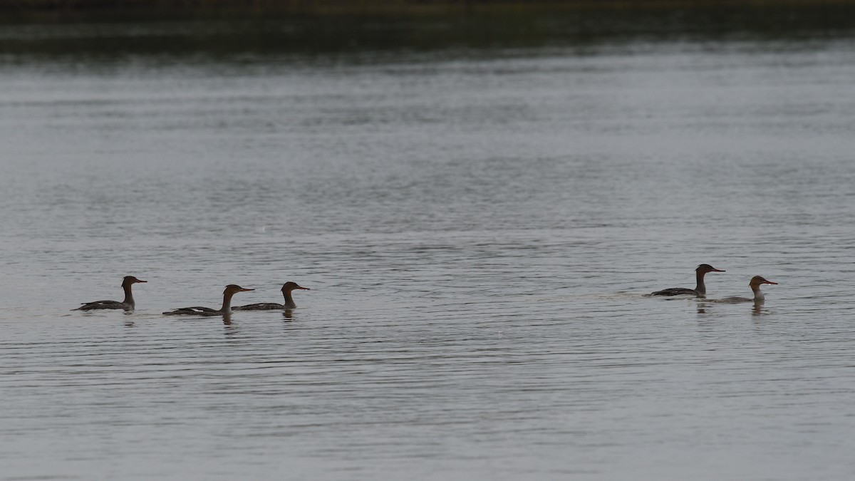 Red-breasted Merganser - ML611005086