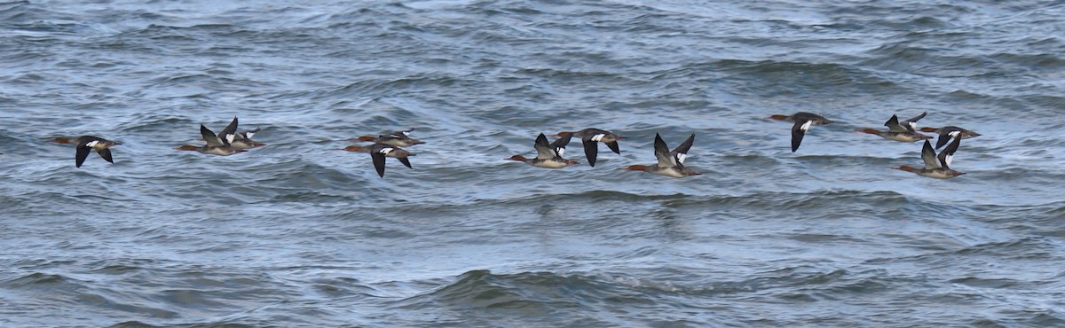 Red-breasted Merganser - ML611005136