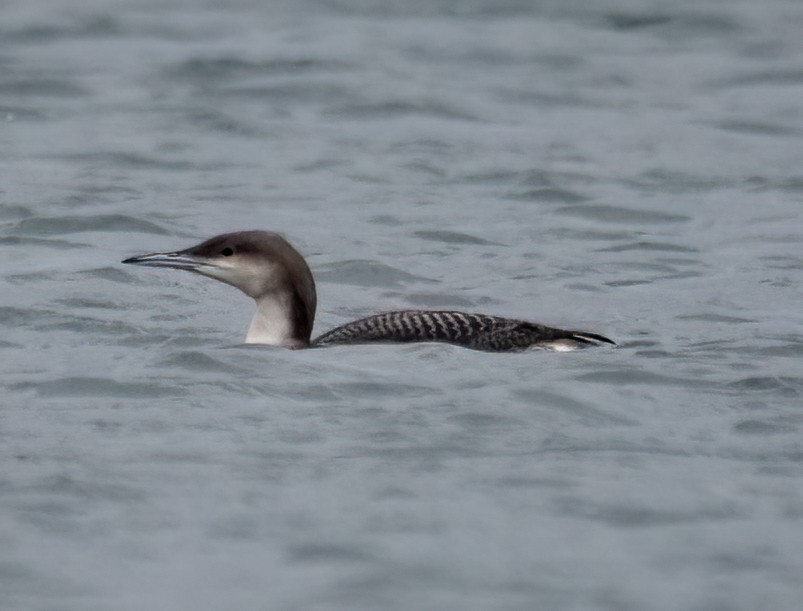 Arctic Loon - ML611005139