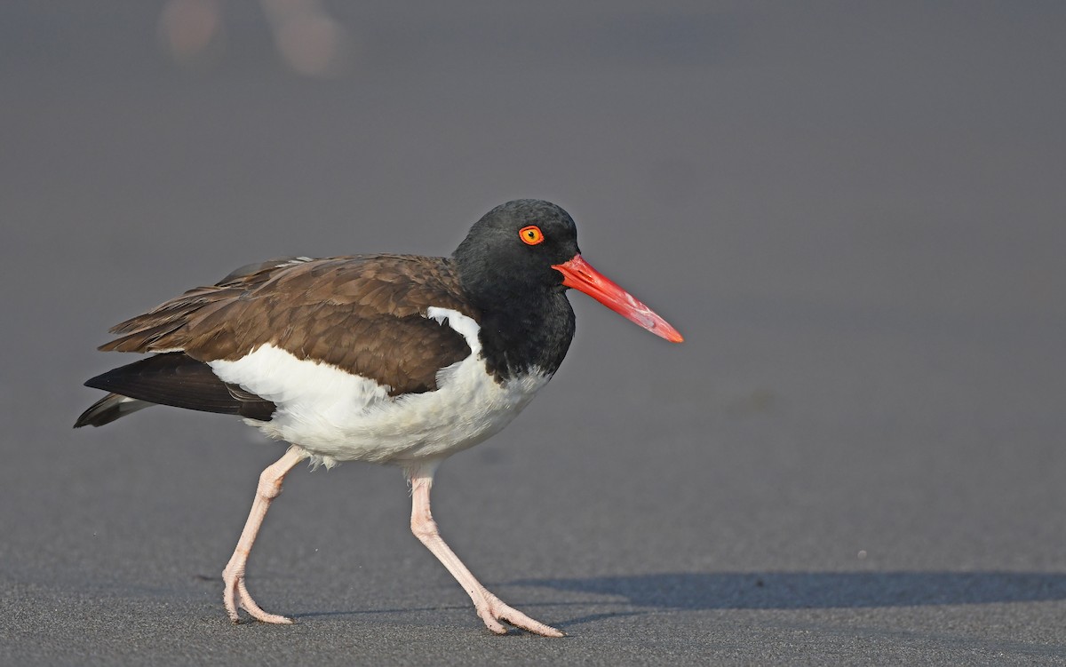 American Oystercatcher - Christoph Moning