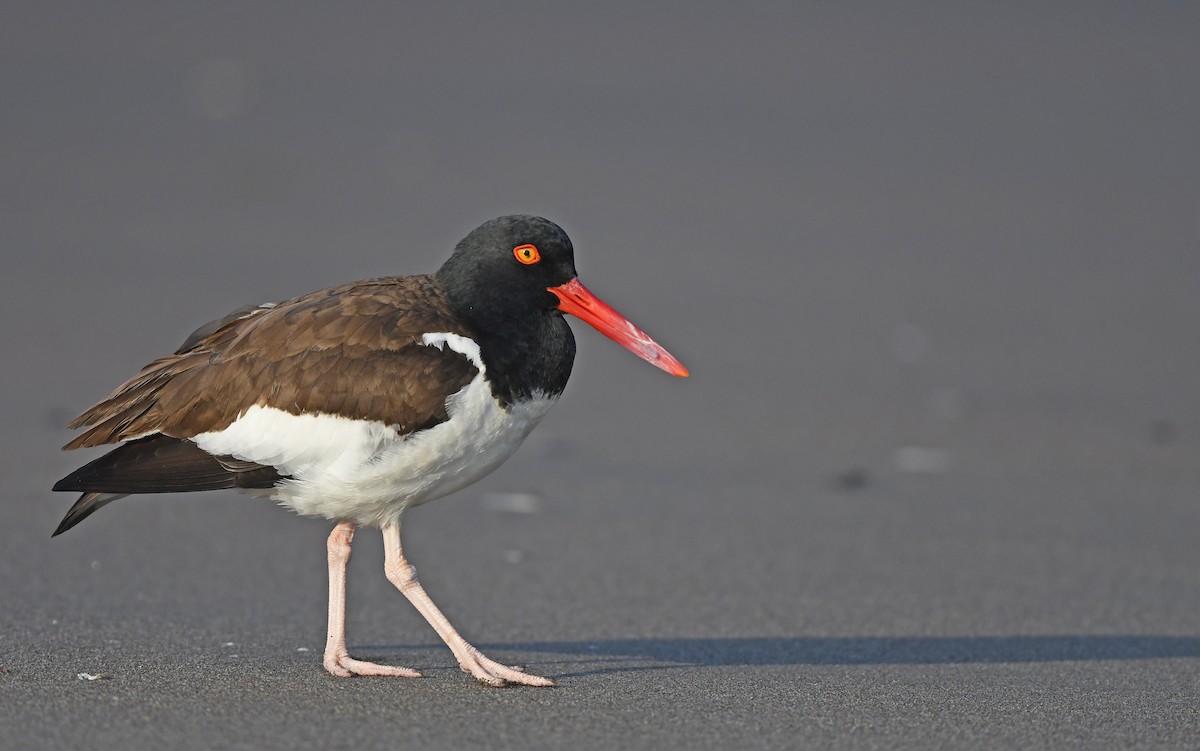 American Oystercatcher - Christoph Moning