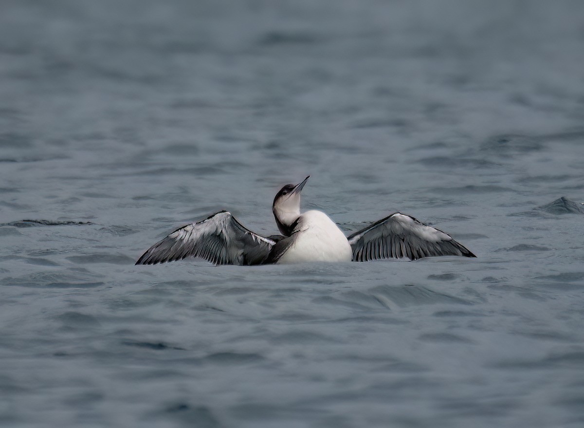 Arctic Loon - ML611005151