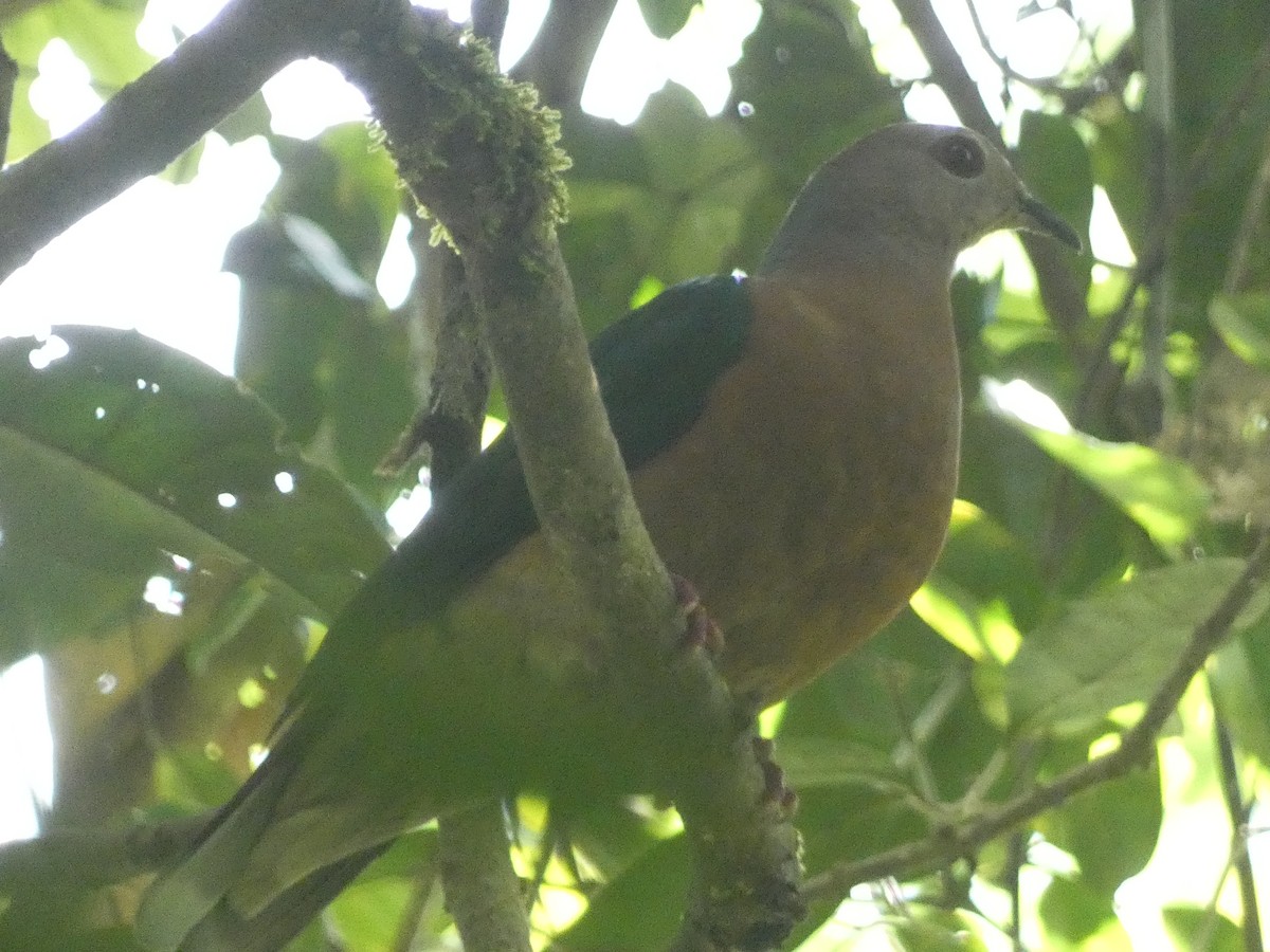 Purple-tailed Imperial-Pigeon - Matthew Rathgeber