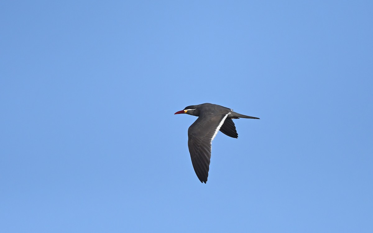 Inca Tern - ML611005209