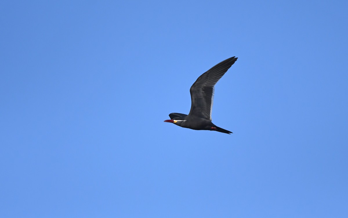 Inca Tern - ML611005210