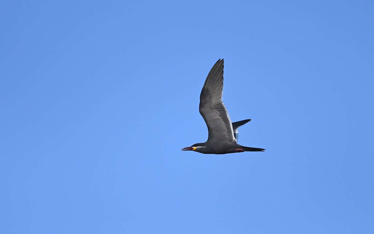 Inca Tern - ML611005213