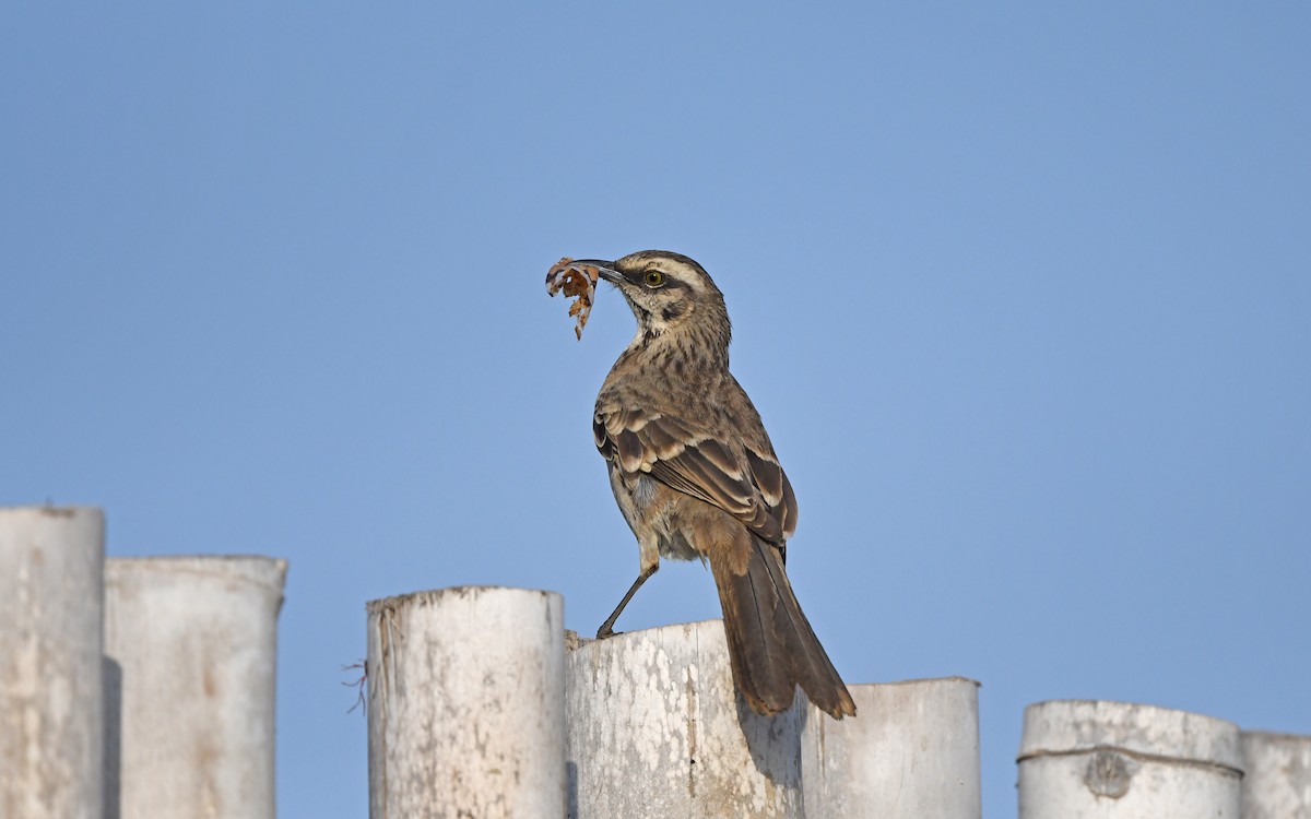 Long-tailed Mockingbird - ML611005228