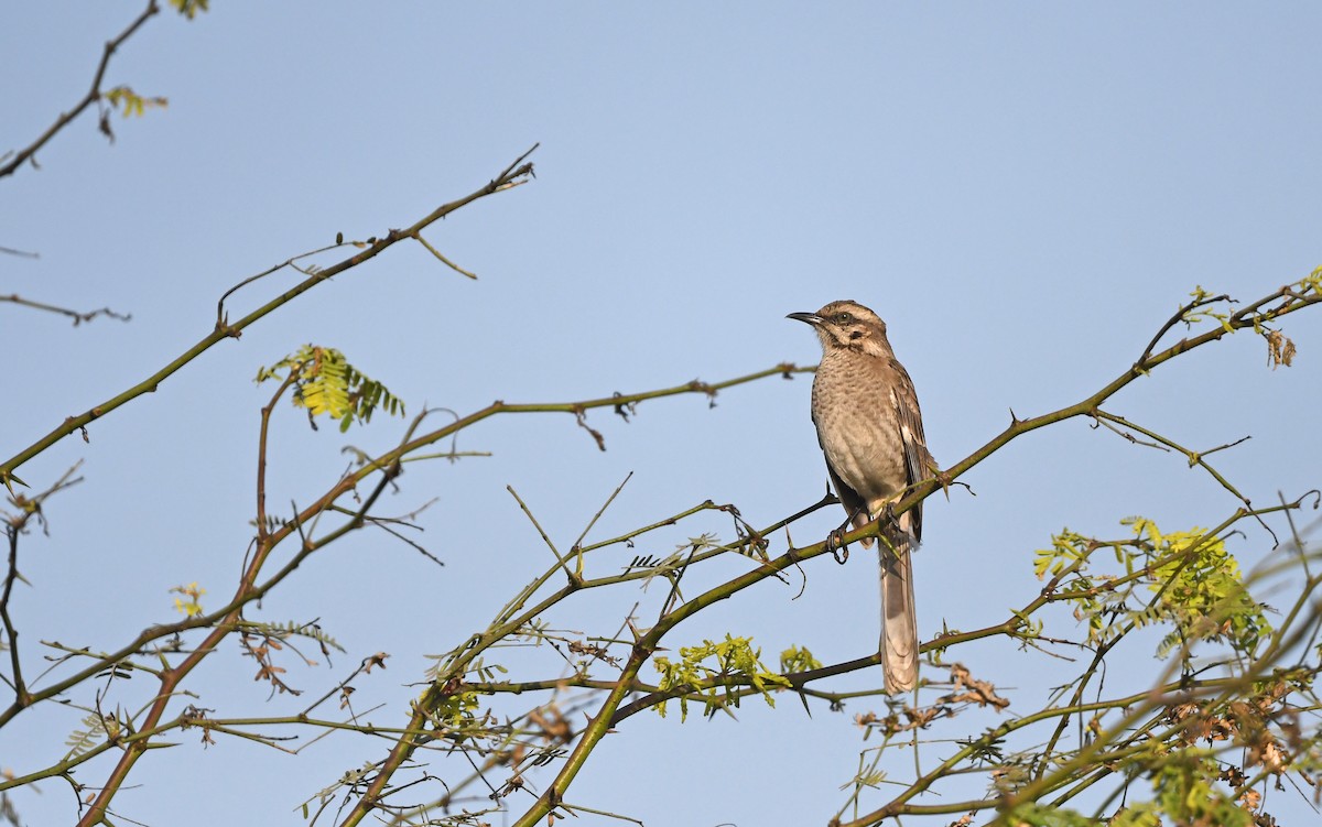 Long-tailed Mockingbird - Christoph Moning