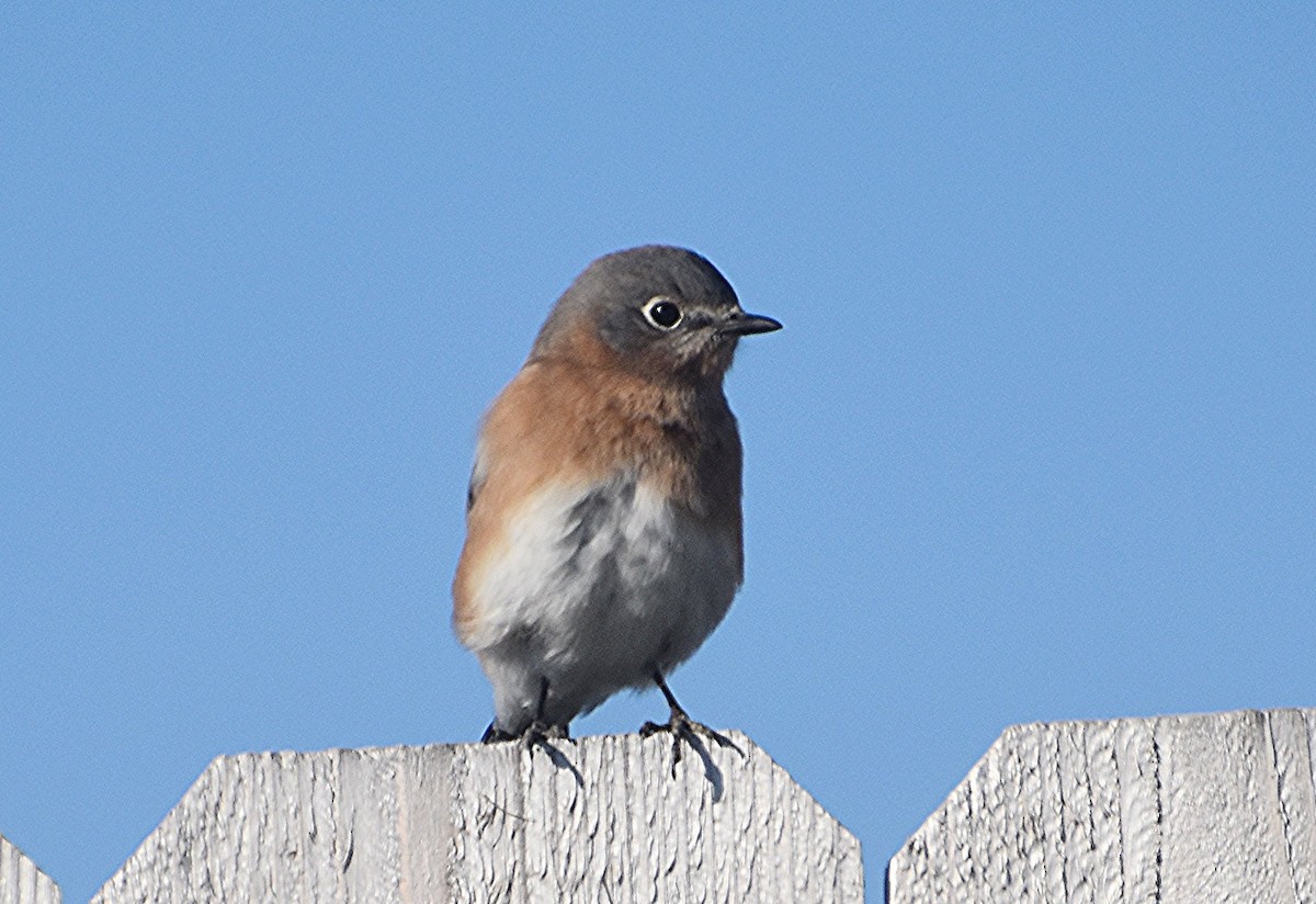 Eastern Bluebird - ML611005246