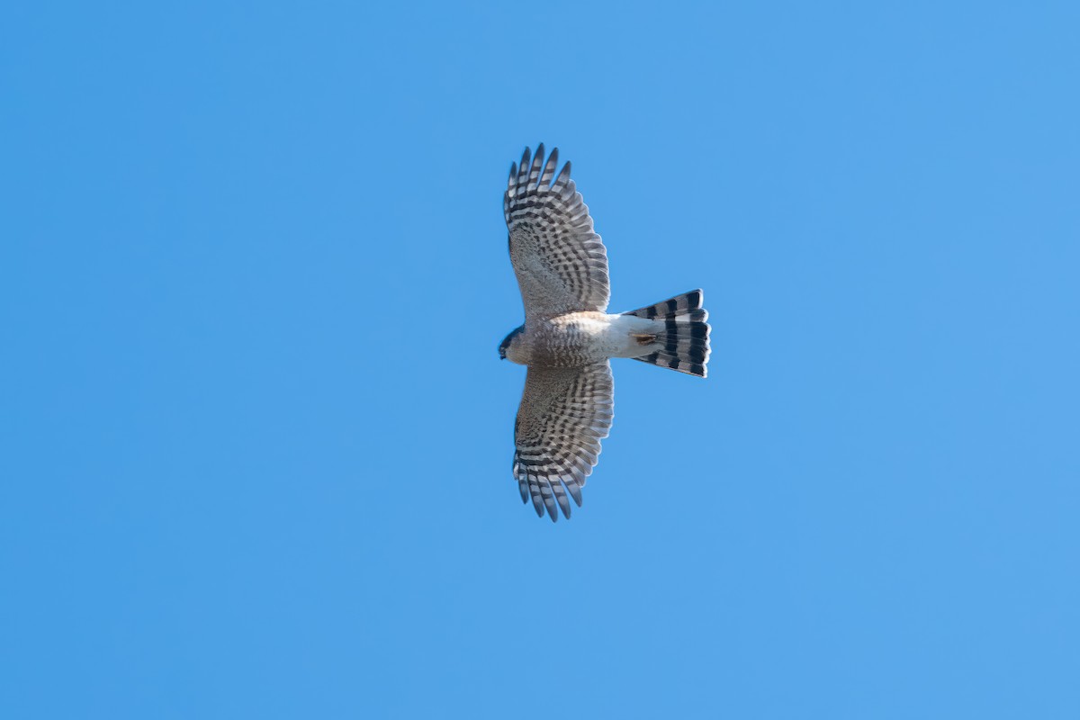 Sharp-shinned Hawk - Cindy Kindle