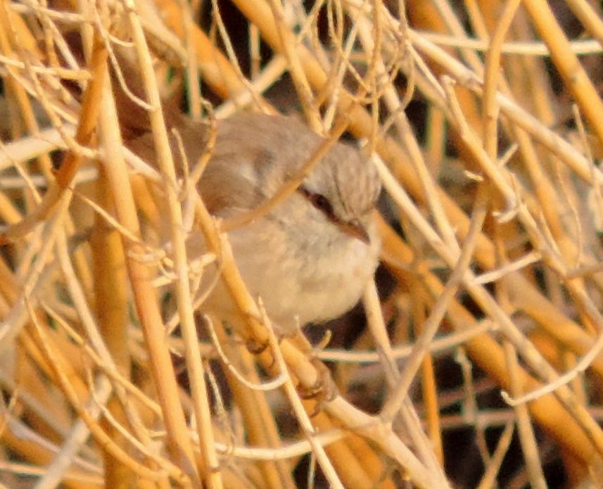 Scrub Warbler - ML611005273