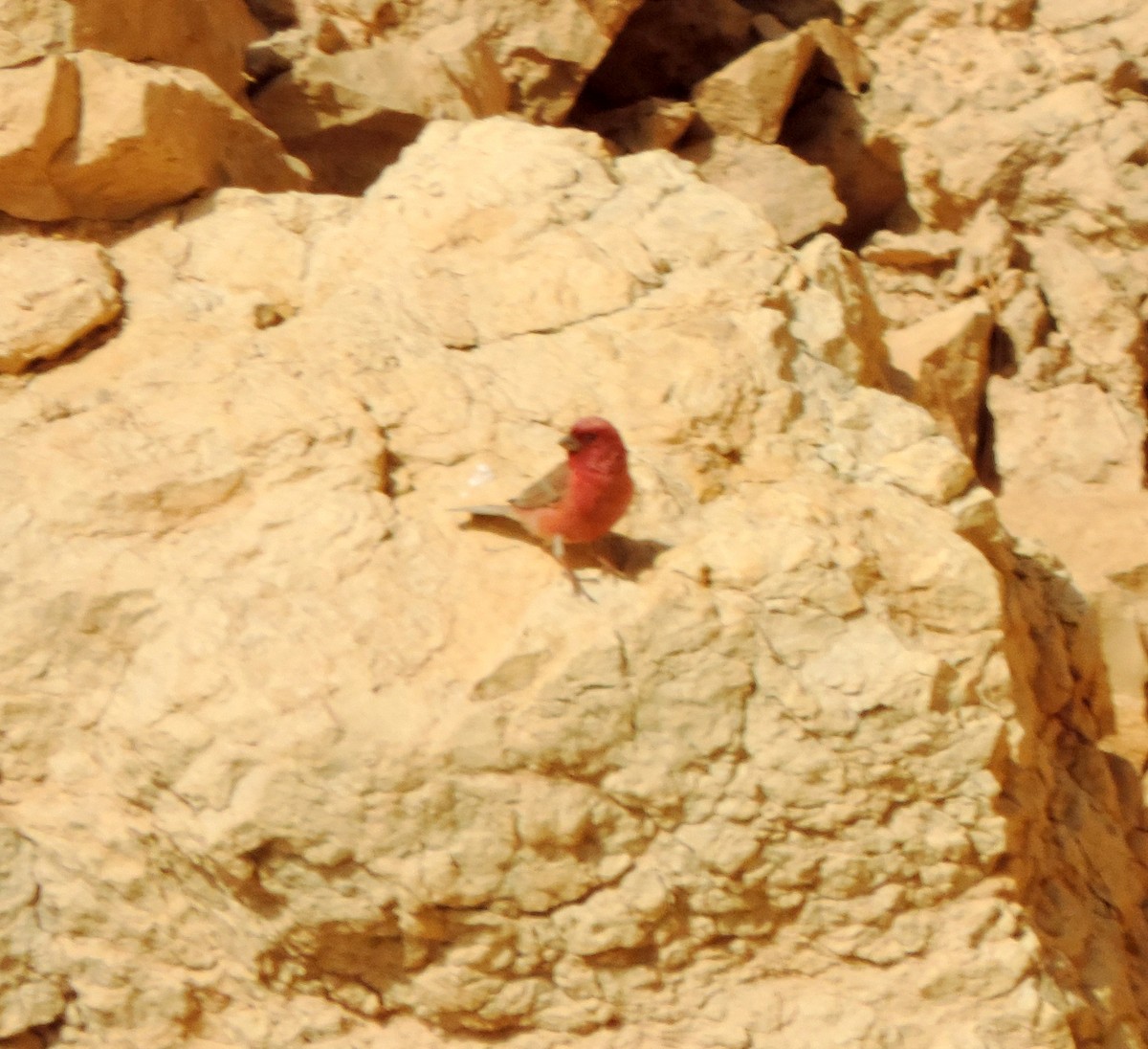 Sinai Rosefinch - ML611005313