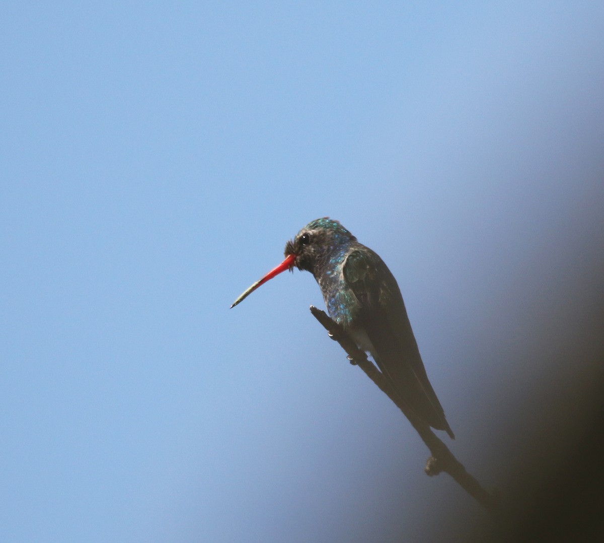 kolibřík širokozobý - ML611005387