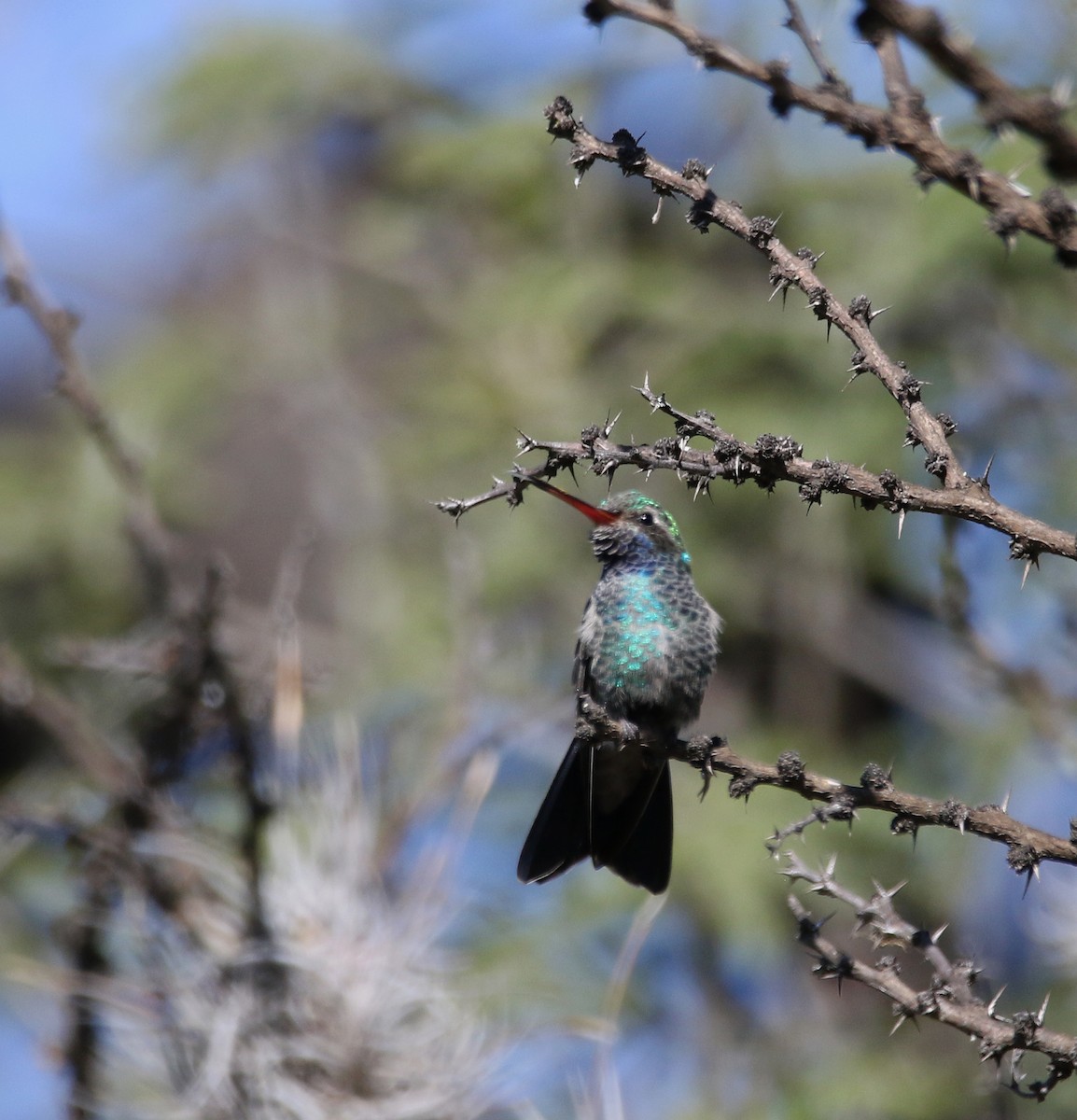 Broad-billed Hummingbird - Jorge Montejo