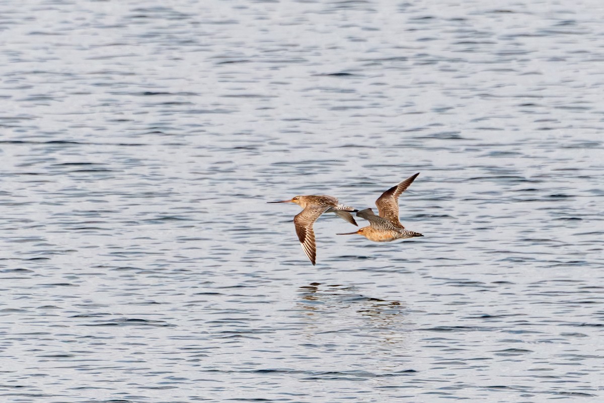 Bar-tailed Godwit - ML611005395