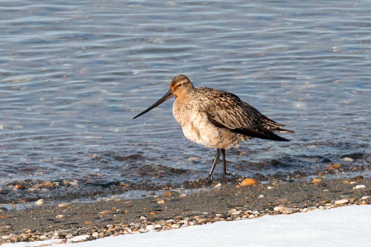 Bar-tailed Godwit - ML611005396