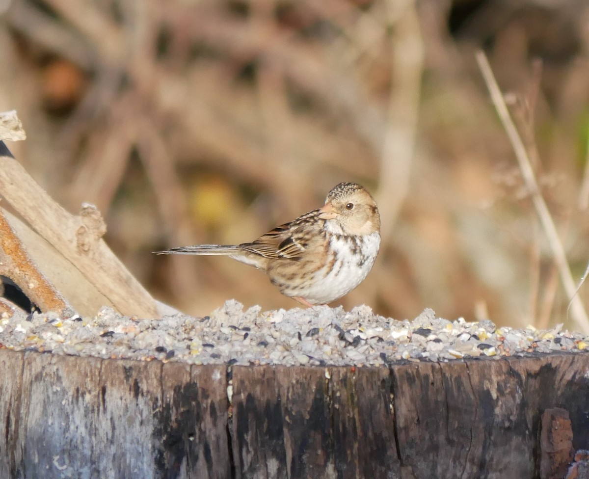 Harris's Sparrow - Andy Belt