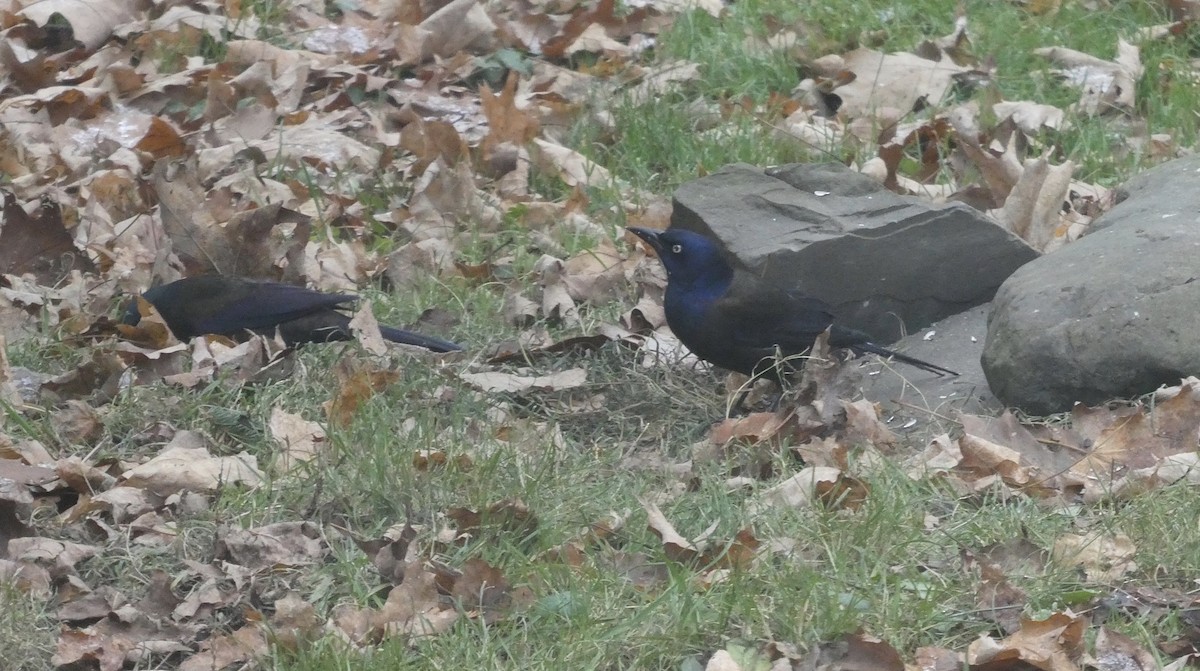 Common Grackle - ML611005513