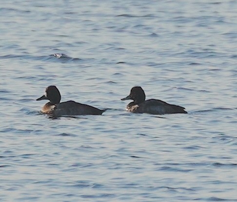 Lesser Scaup - ML611005577