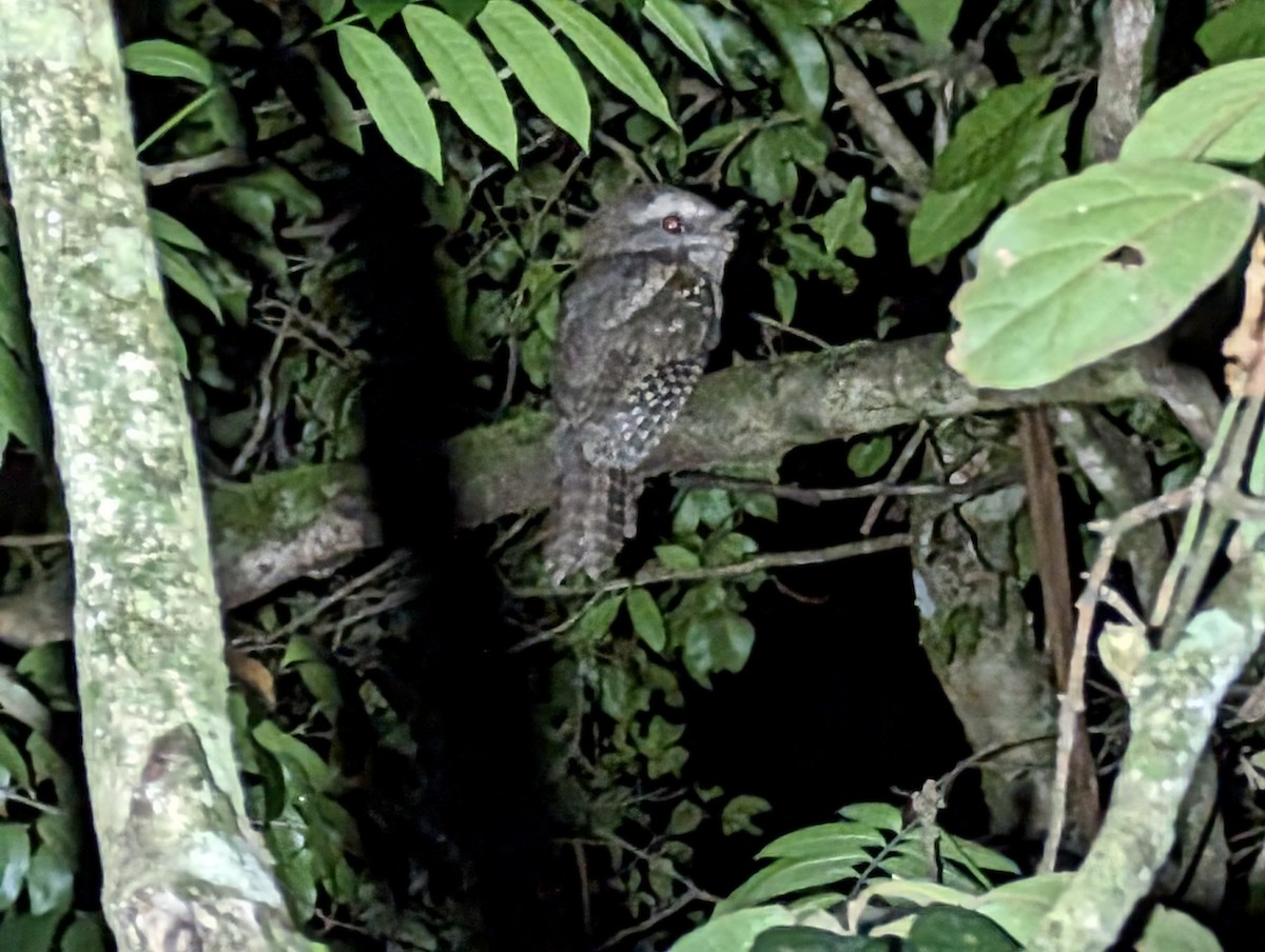Marbled Frogmouth - ML611005640