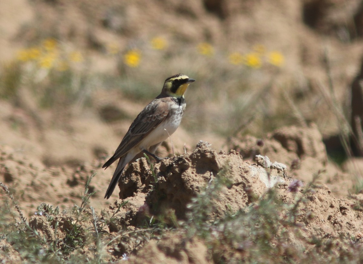 Horned Lark (Mexican) - ML611005653