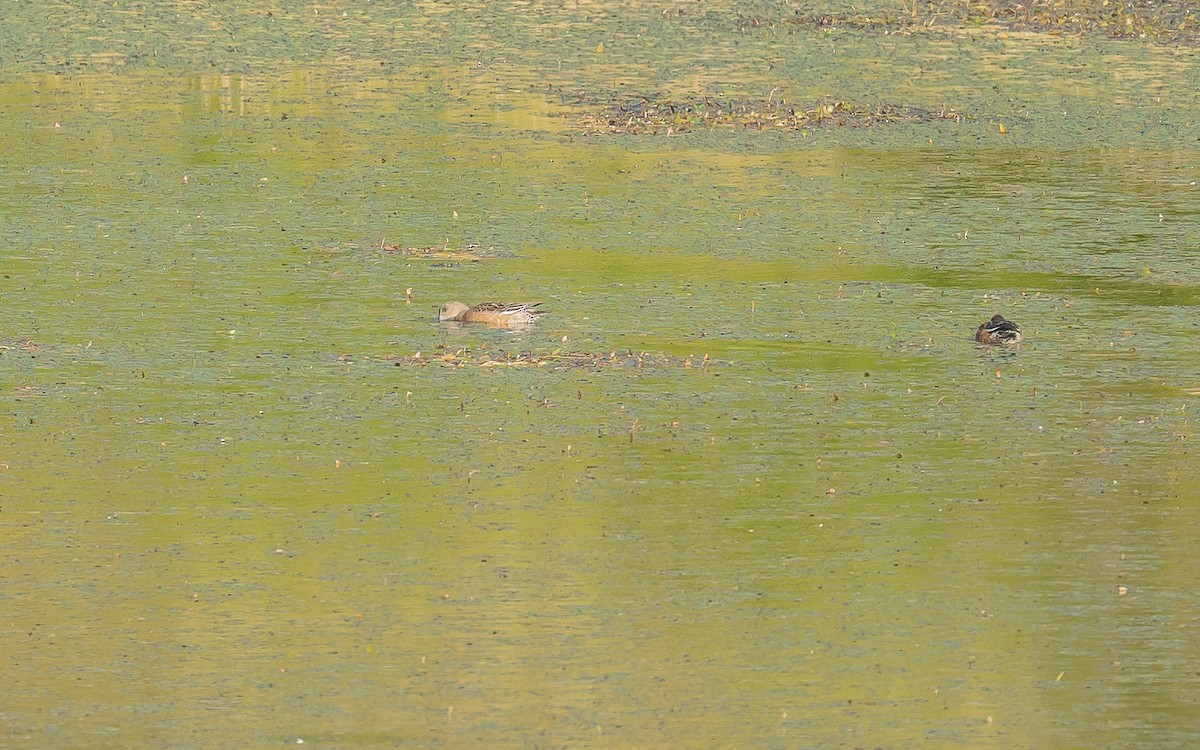 American Wigeon - ML611005770