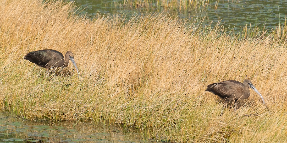 Гялаан билүүс - ML611005776