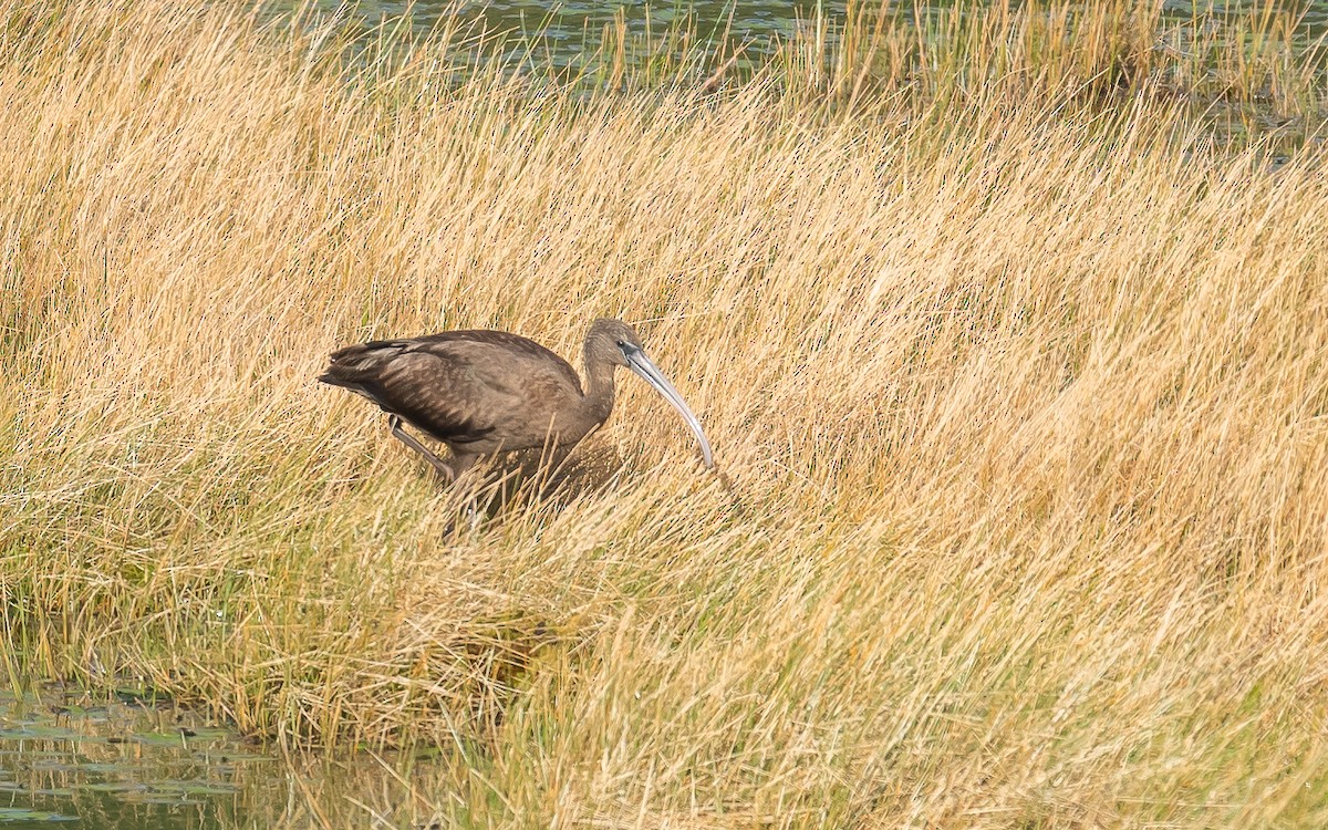 Гялаан билүүс - ML611005781