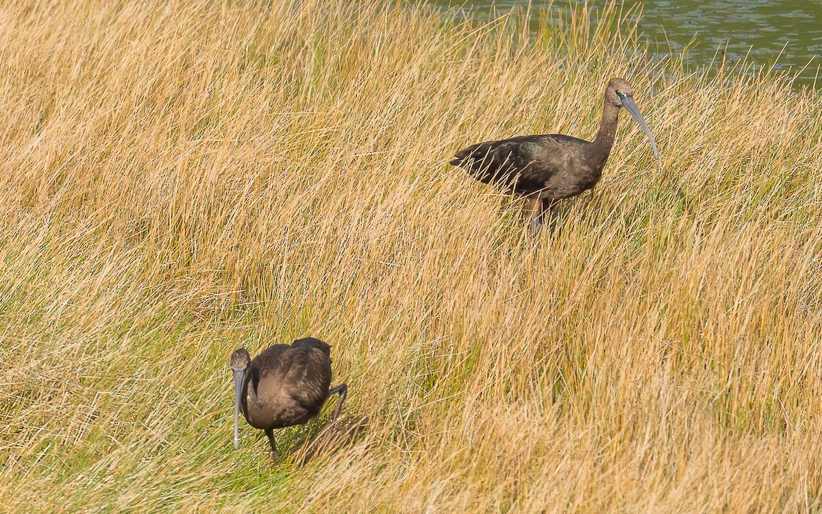 Гялаан билүүс - ML611005785