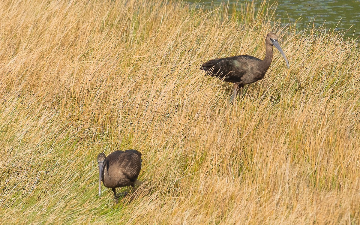 Гялаан билүүс - ML611005786