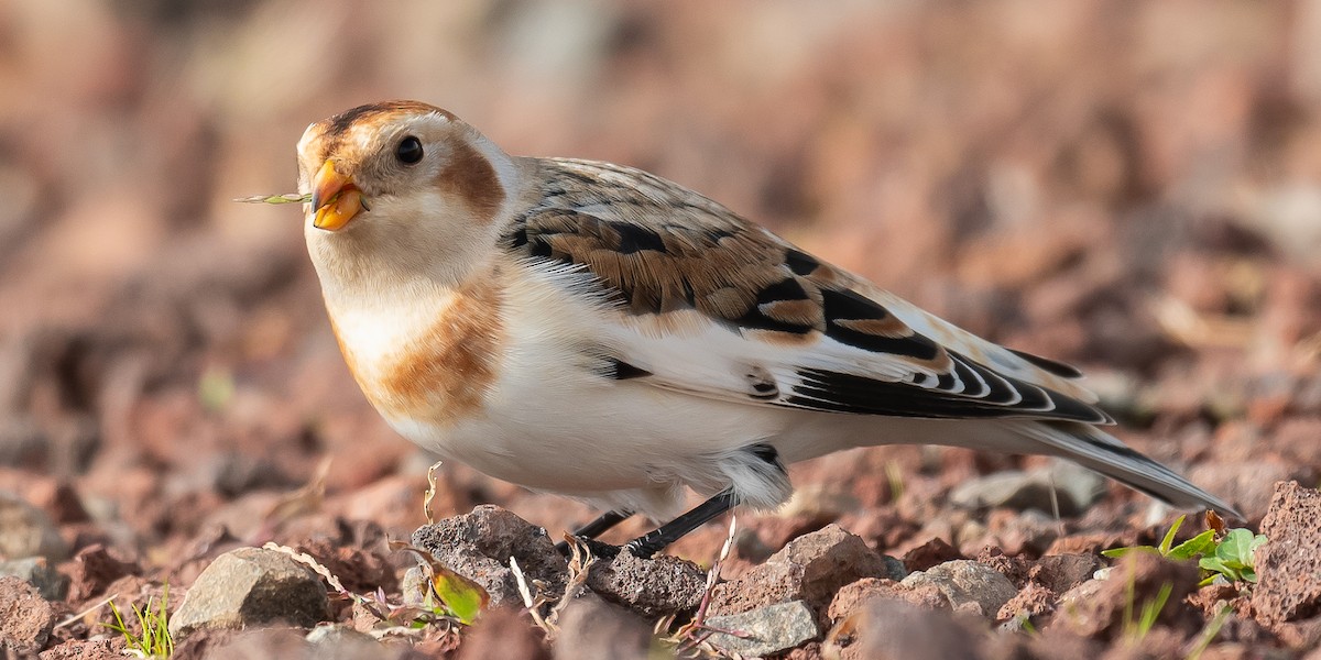 Цасч хөмрөг - ML611005829