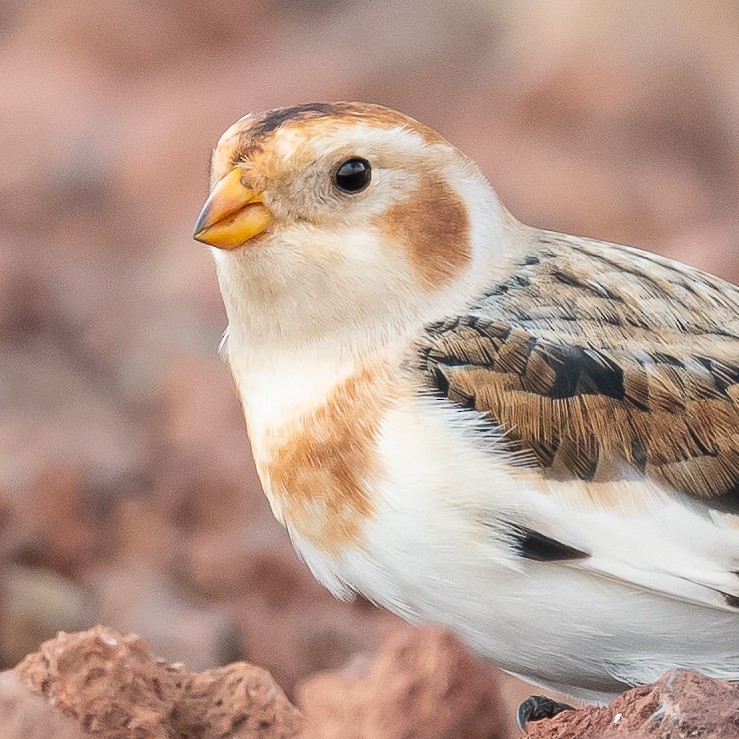 Цасч хөмрөг - ML611005847