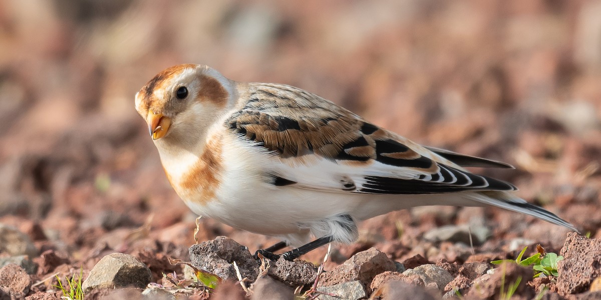 Цасч хөмрөг - ML611005848