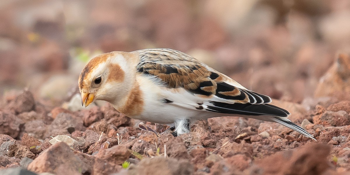 Цасч хөмрөг - ML611005852