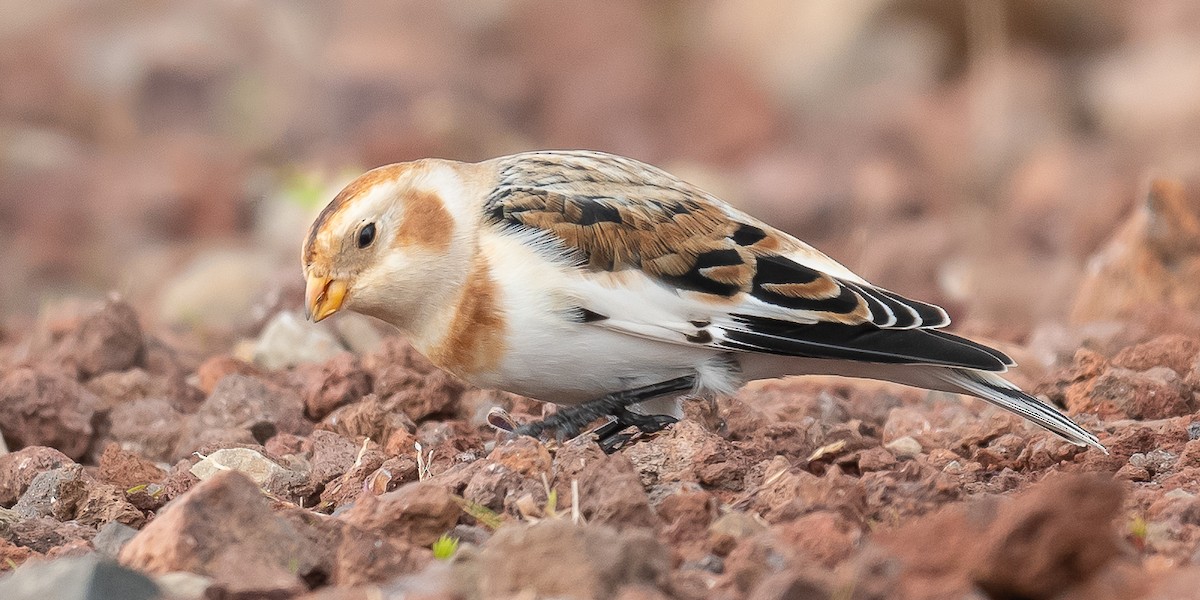 Цасч хөмрөг - ML611005854