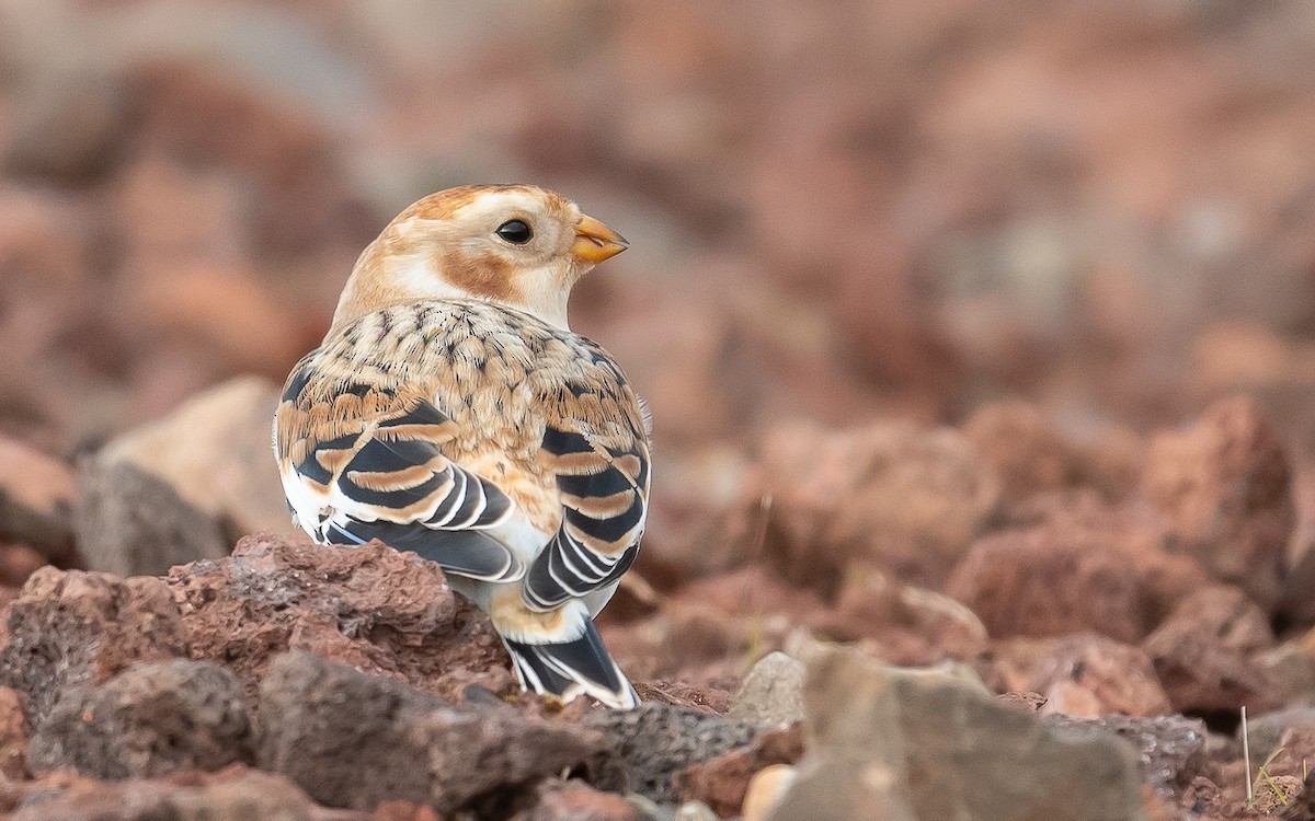 Цасч хөмрөг - ML611005855