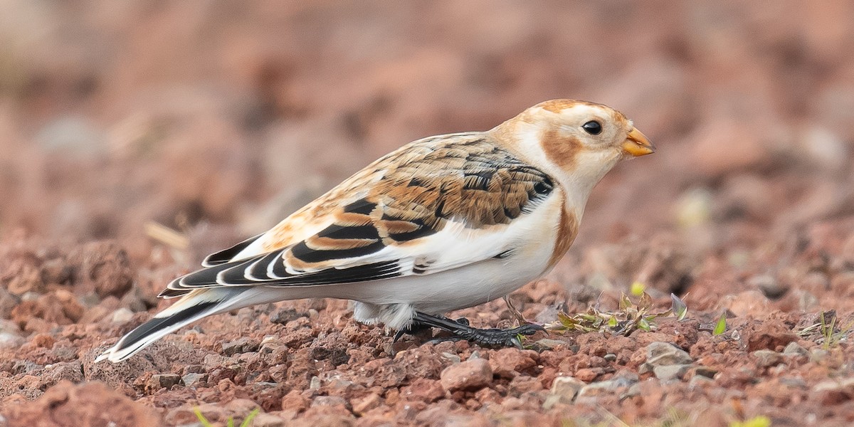 Цасч хөмрөг - ML611005856