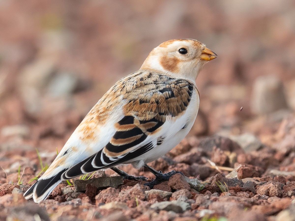 Цасч хөмрөг - ML611005874