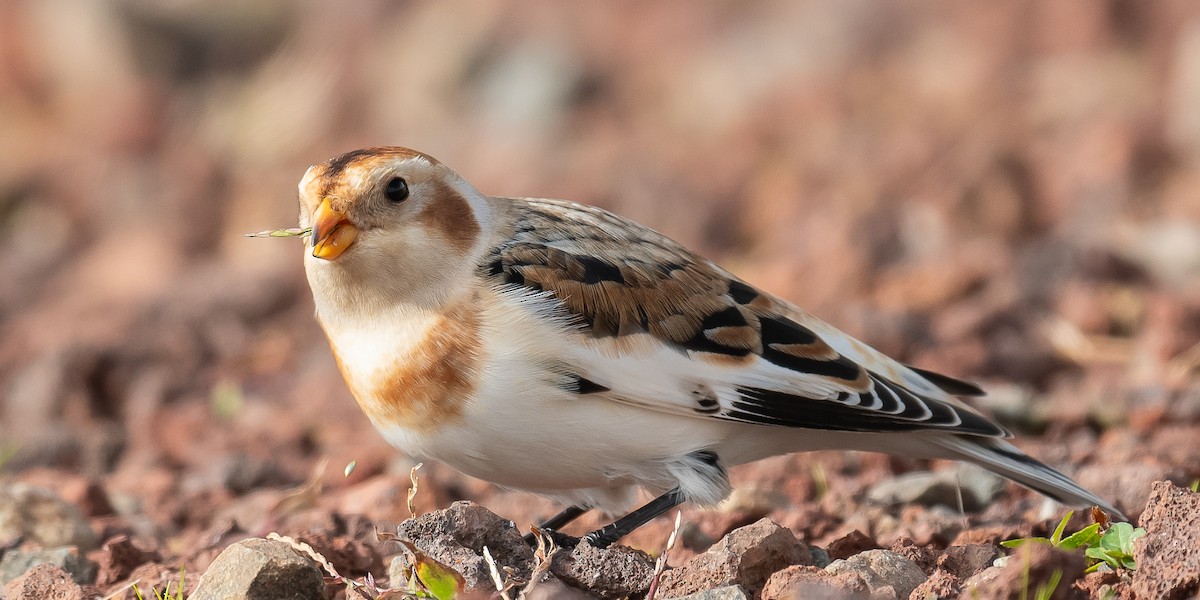 Цасч хөмрөг - ML611005875