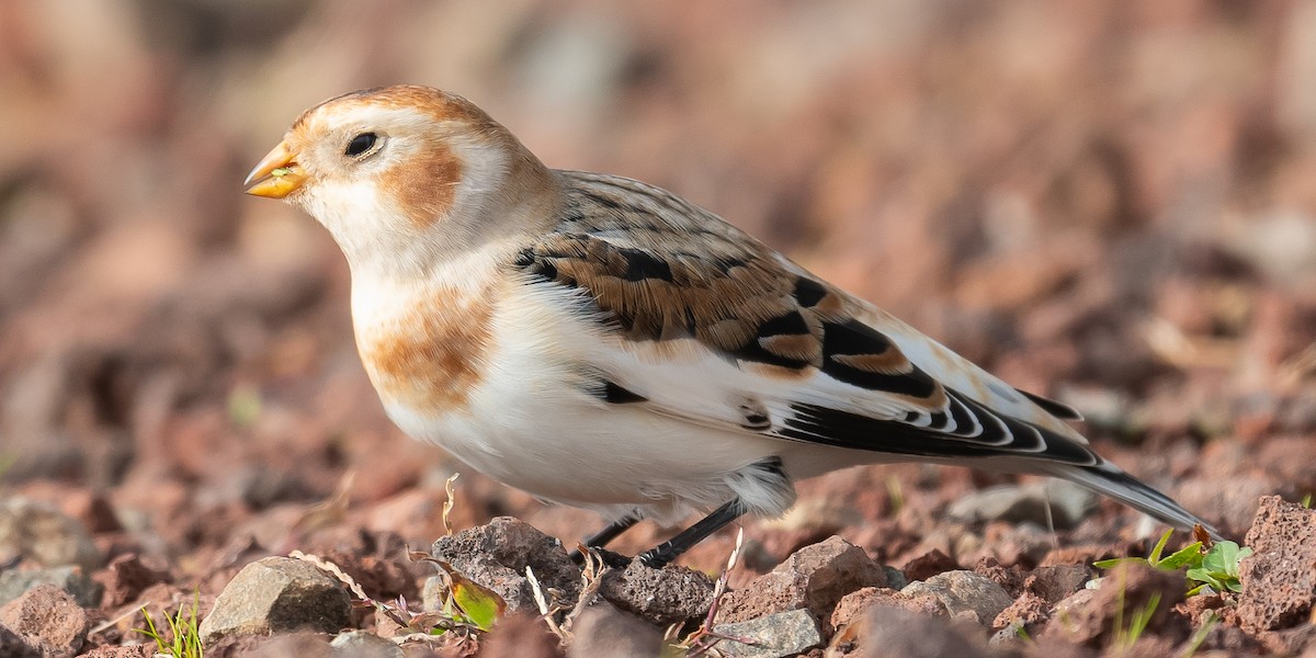 Цасч хөмрөг - ML611005876