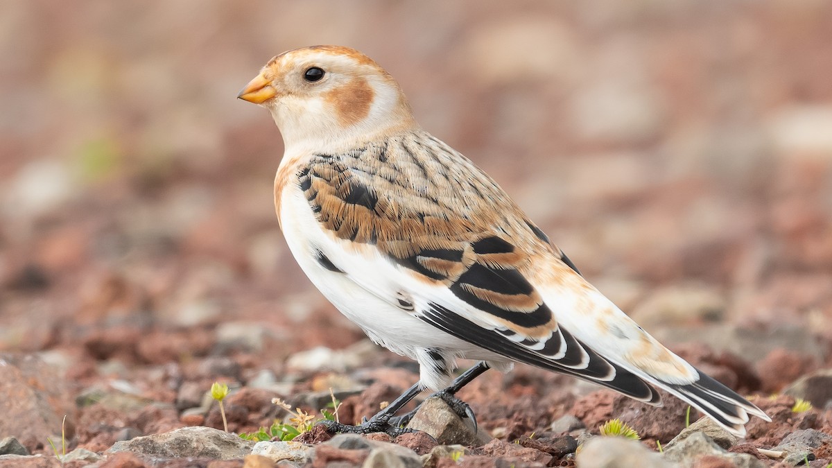 Цасч хөмрөг - ML611005877