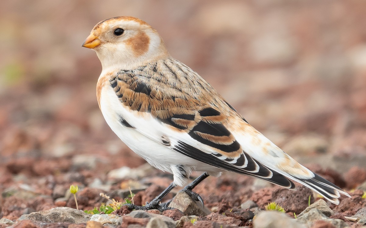 Цасч хөмрөг - ML611005878