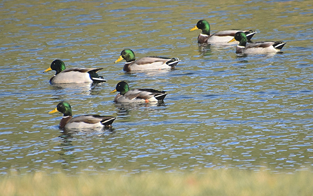 Canard colvert - ML611006040