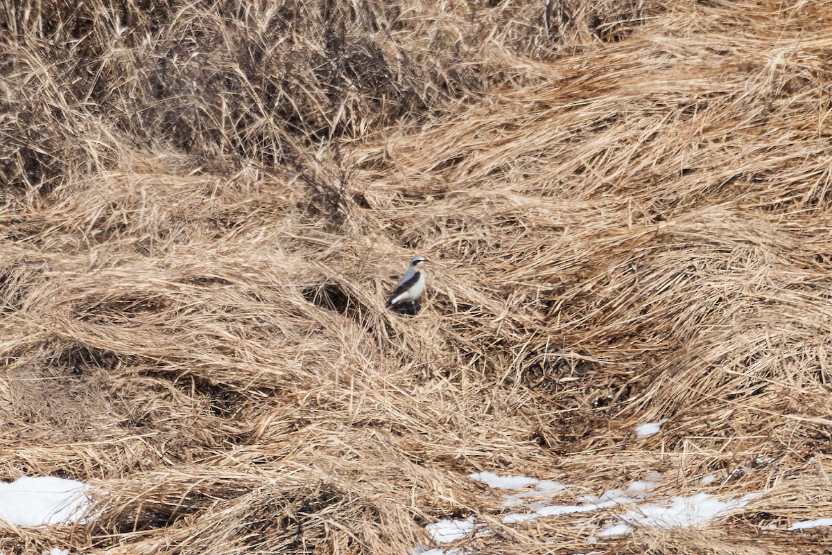 Northern Wheatear - ML611006105